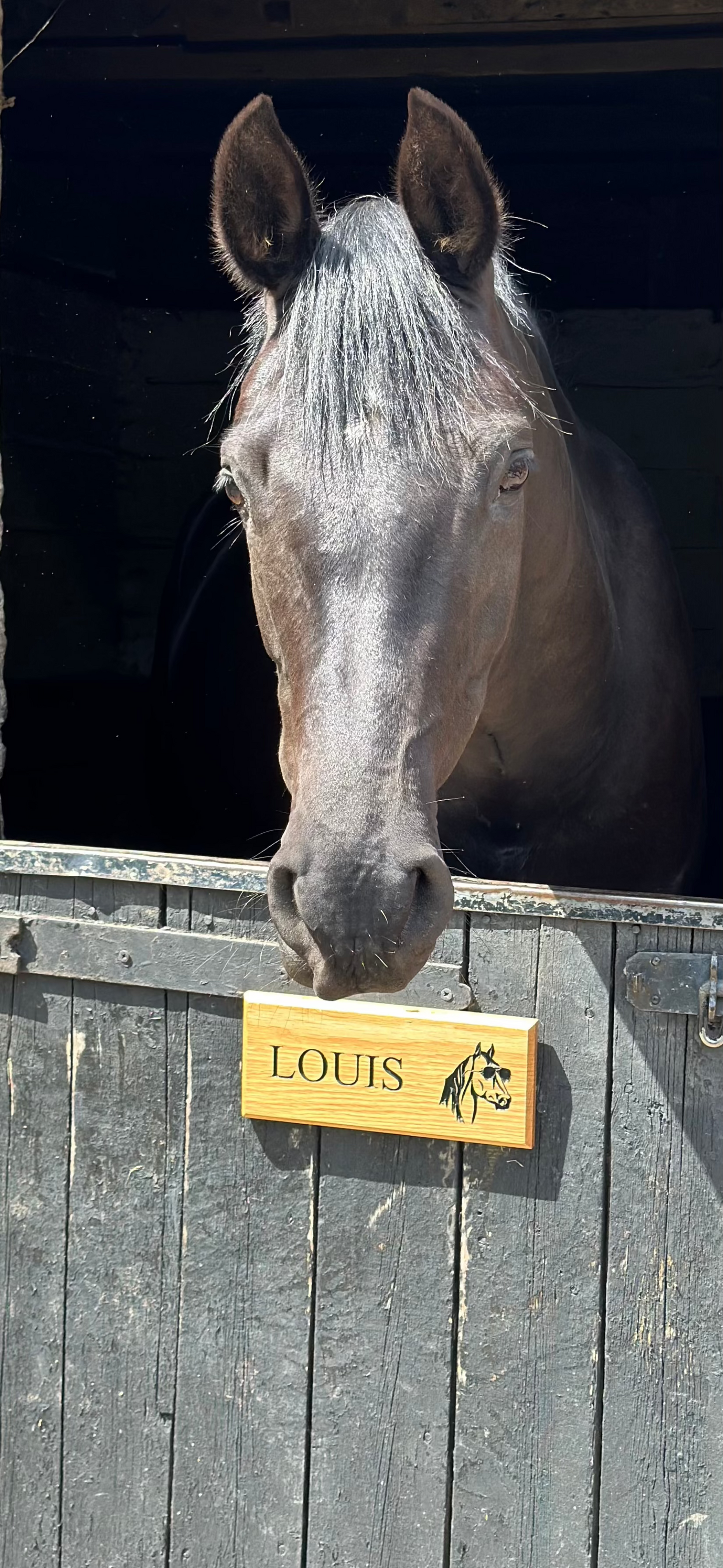 Stable Name Sign - Horse Name & Horse Head With Sunglasses